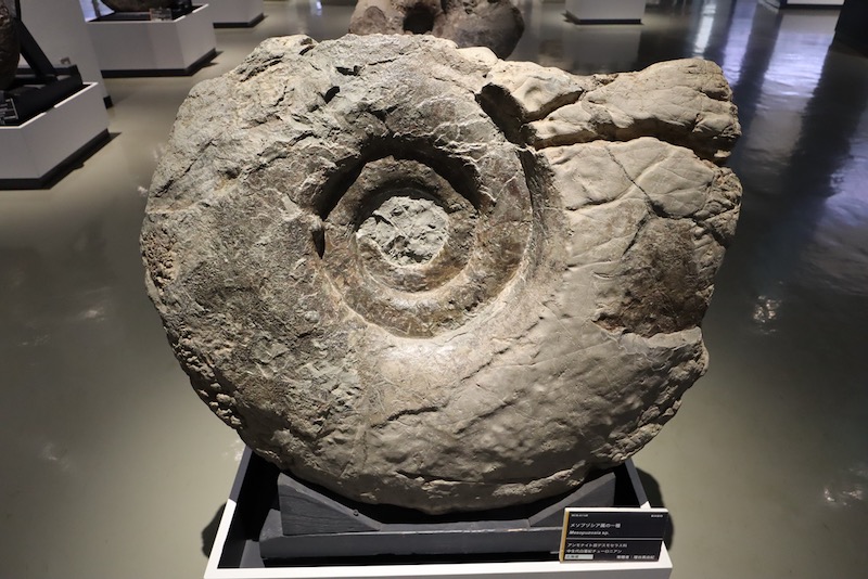 New Educational Voyage