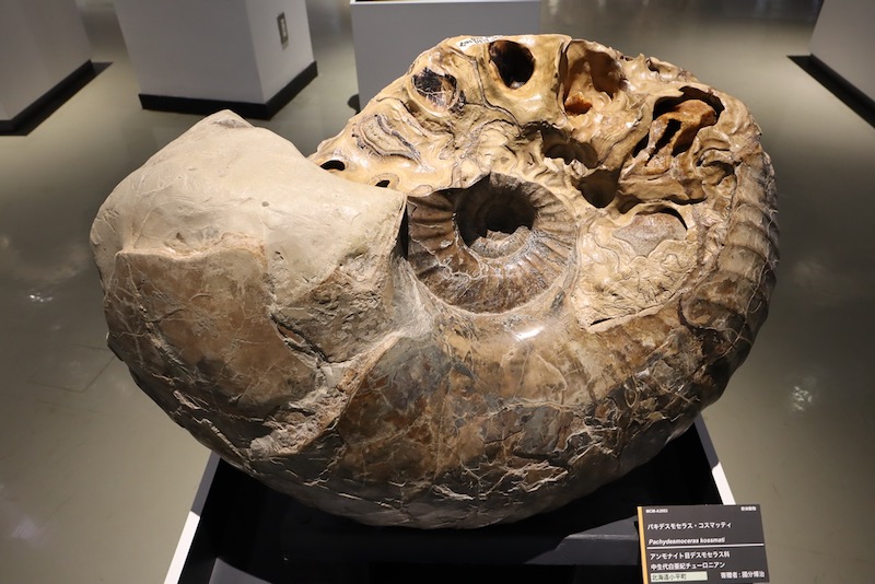 New Educational Voyage