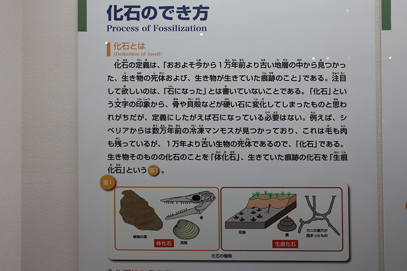 New Educational Voyage