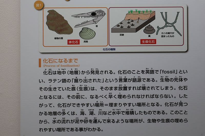 New Educational Voyage