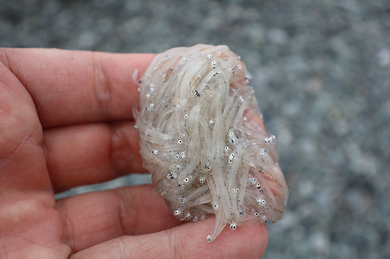 New Educaitonal Voyage