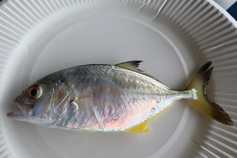 New Educaitonal Voyage