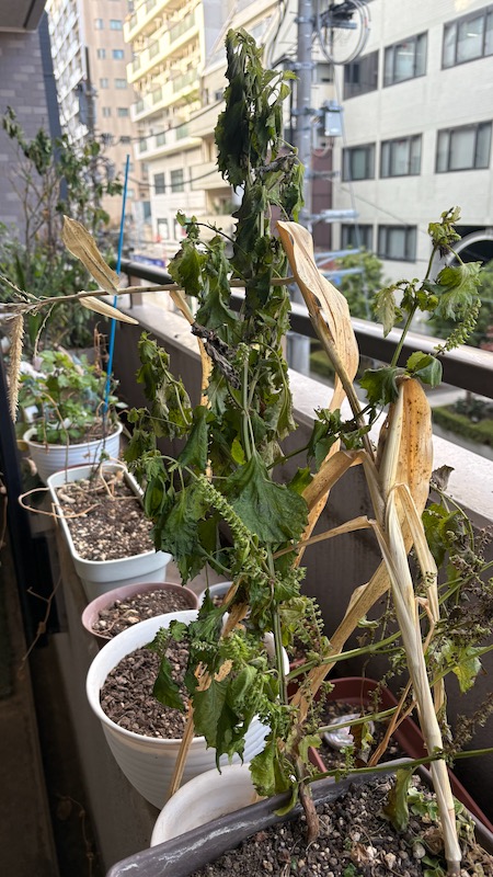 New Educational Voyage