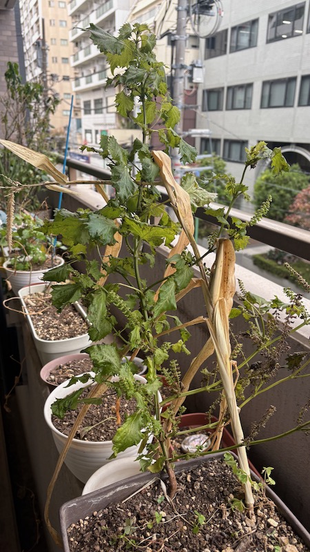 New Educational Voyage